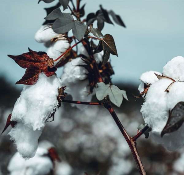 Dessicant naturel.  Coton absorbant. Bobine de coton. Sercalia